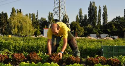 Ein Mitarbeiter des Gärtnerhofs Charlottenburg erntet Salatköpfe